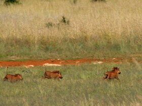 ��������� ������ (Warthog, <i>Phacochoerus africanus</i>)