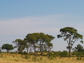 ����������� ����� (Wild seringa, <i>Burkea africana</i>)